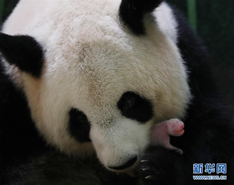 （国际&middot;一周看天下）法国：大熊猫&ldquo;欢欢&rdquo;诞下双胞胎