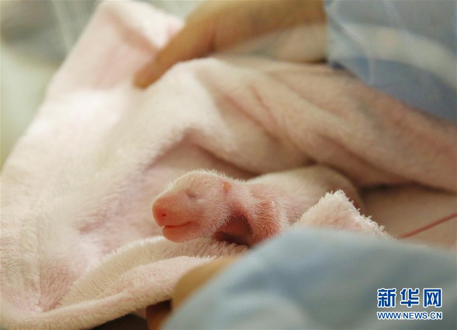 （国际&middot;一周看天下）法国：大熊猫&ldquo;欢欢&rdquo;诞下双胞胎