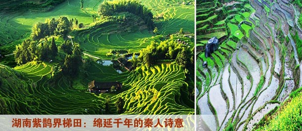 湖南紫鹊界梯田：绵延千年的秦人诗意