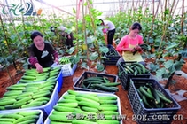 普定城关镇积极打造果蔬产业