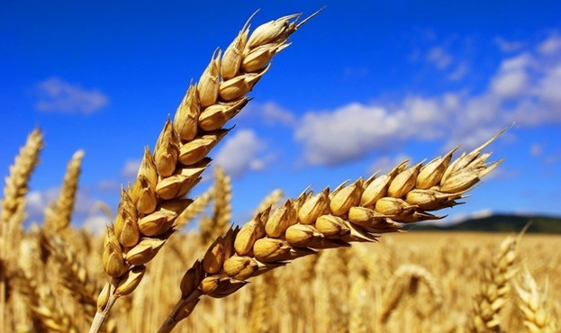 图解：2015中央1号文件&ldquo;智慧三农&rdquo;关键词