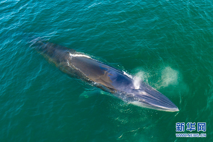 蔚蓝大海鲸之舞-新华网