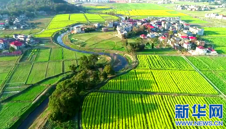 江西省宜春市万载县白良镇良福村油菜花海.(来源:新华网)