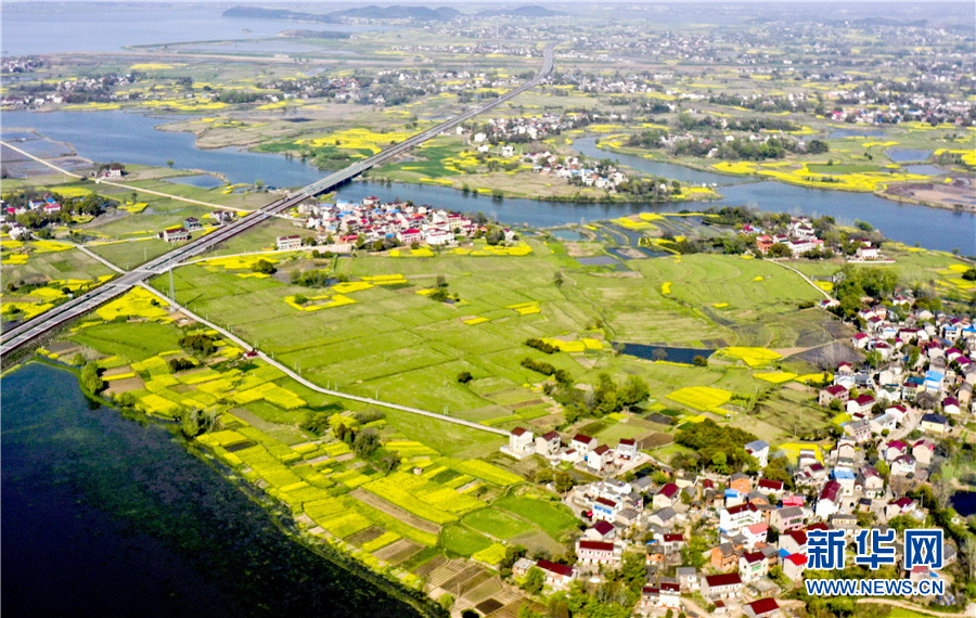 3月25日,安徽省铜陵市枞阳县白荡湖湿地春色盎然,改造升级后的公路