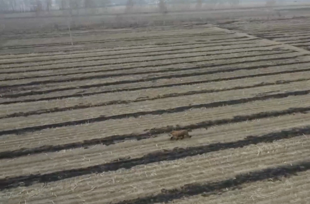 黑龙江野生东北虎进村追踪不到半年出现数次大王为何频频下山