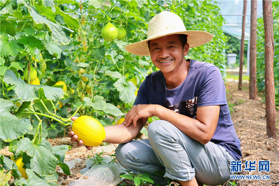 湖北枝江:甜瓜丰收季 瓜农笑开颜