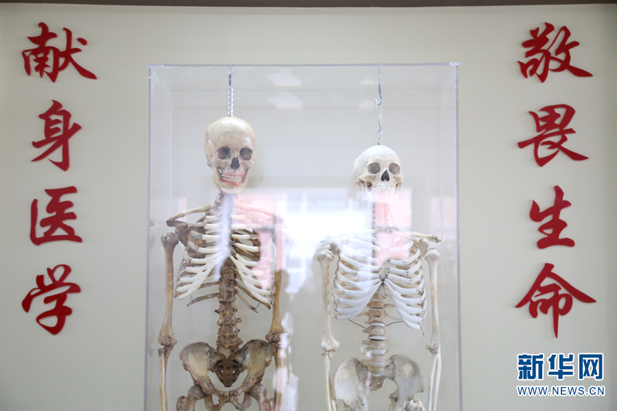 李秉权,胡素秋的骨骼标本(资料图).新华网发(昆明医科大学 供图)