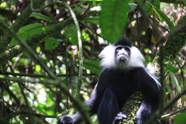 目前,世界自然保护联盟将西非黑白疣猴列为濒危物种,将安哥拉疣猴列为