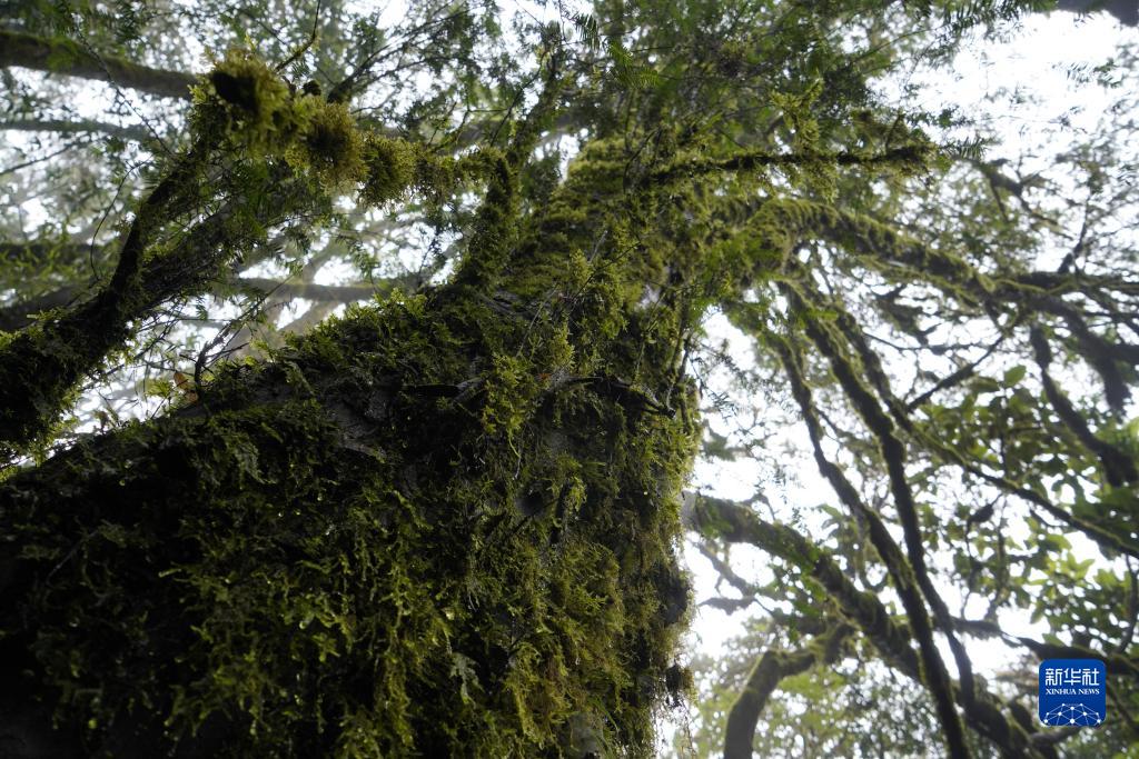 初步判定树龄超500年 云南发现一棵国家一级保护植物须弥红豆杉