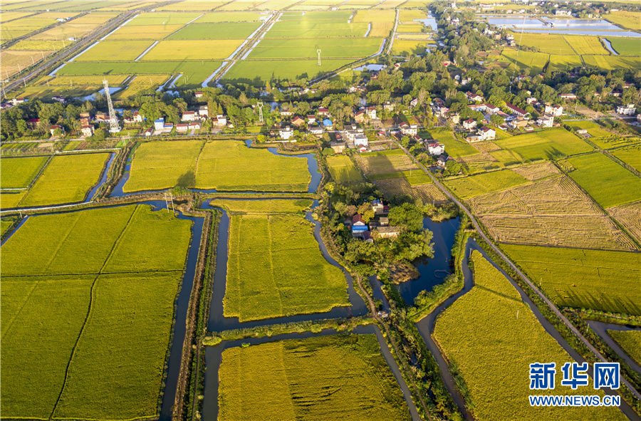 航拍安徽省合肥市庐江县泥河镇天井村万亩虾田稻.