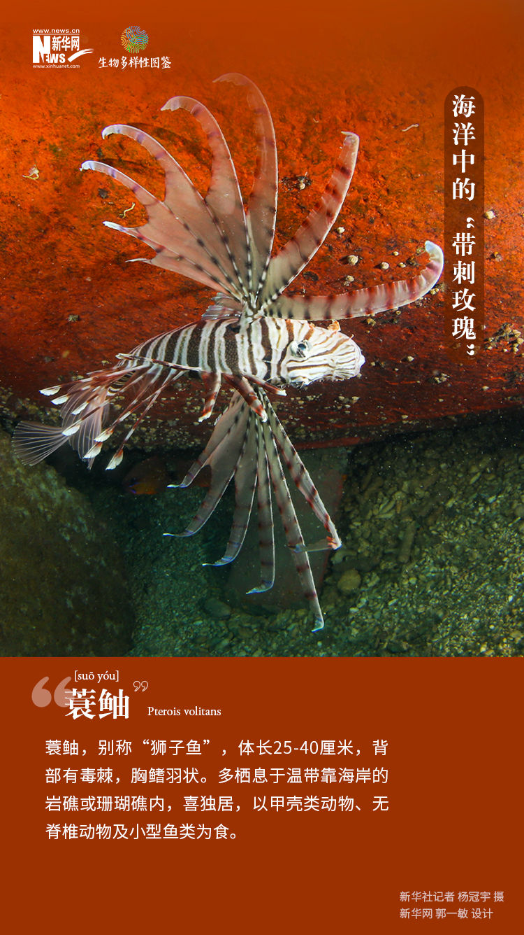 生物多样性图鉴丨第42期蓑鲉