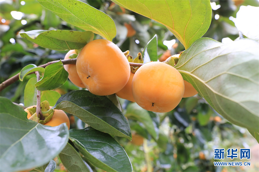 "金柿子"上市富乡亲