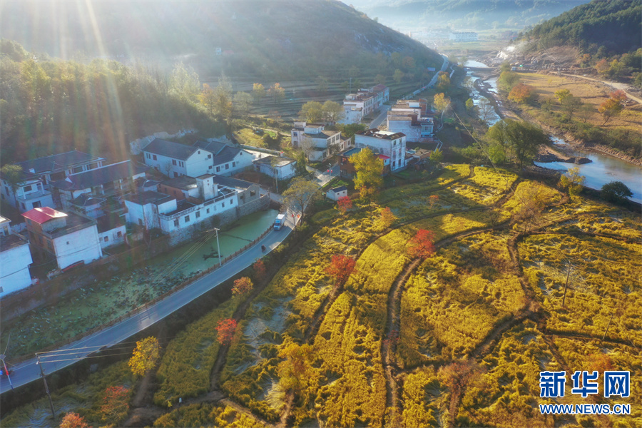 乌桕美景似画卷