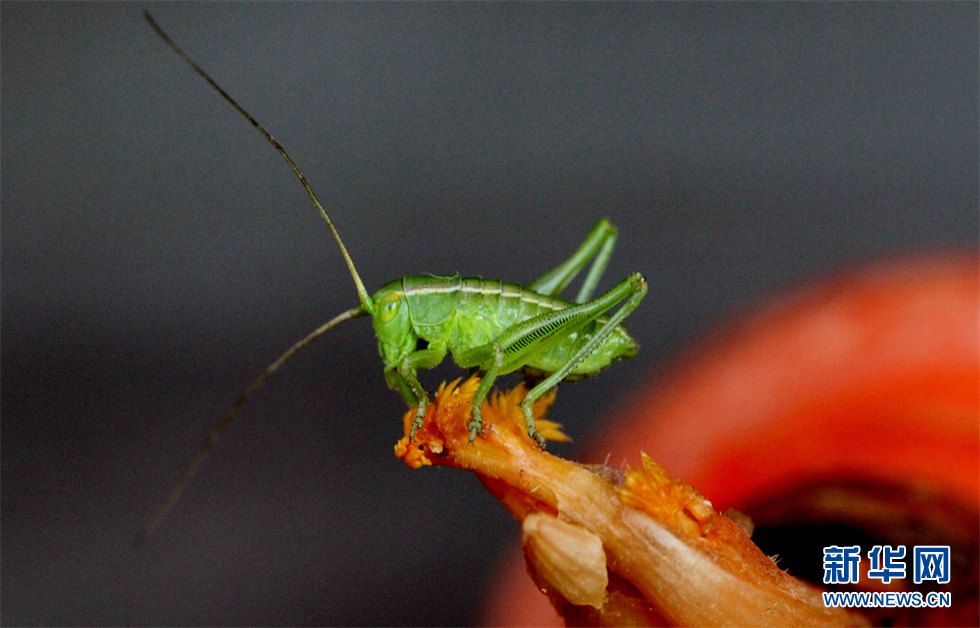 山东邹平山区小蝈蝈美鸣远扬