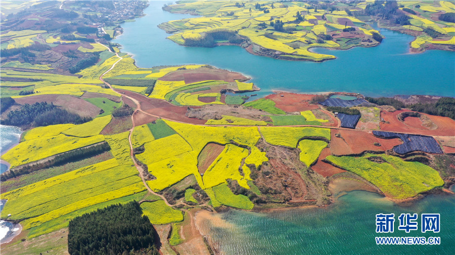 时值仲春,云南省曲靖市师宗县大同街道溜子田水库周边田地里的油菜