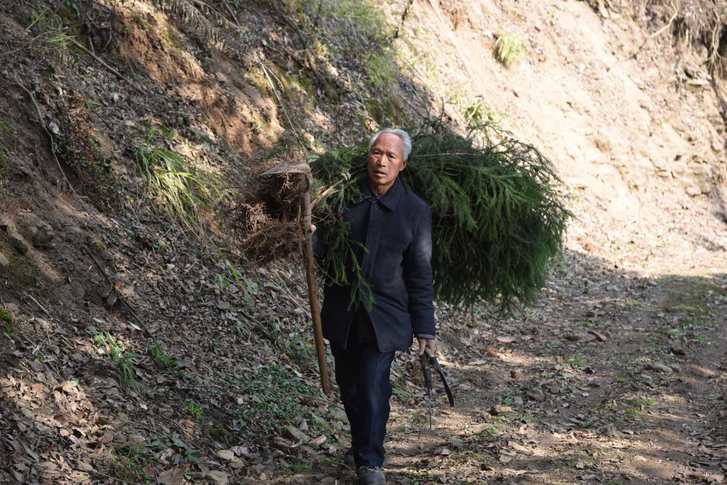 新华全媒丨植树护林40余载七旬老人王华文书写绿意人生