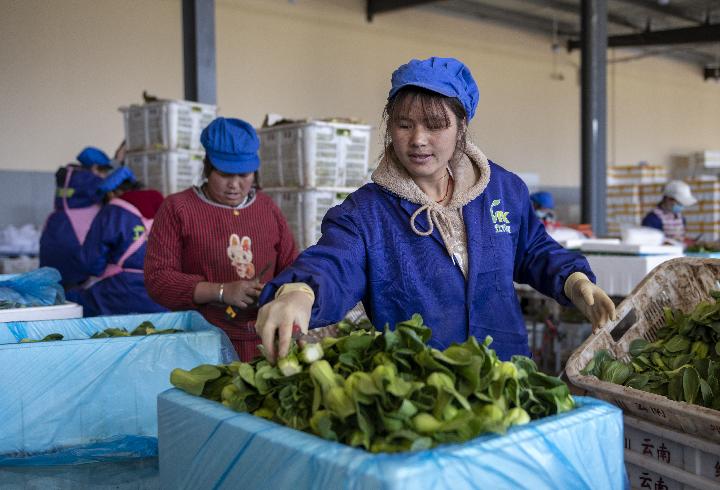 (新华社记者 陈欣波 3月3日摄)曲靖市人大常委会副主任,会泽县委书记