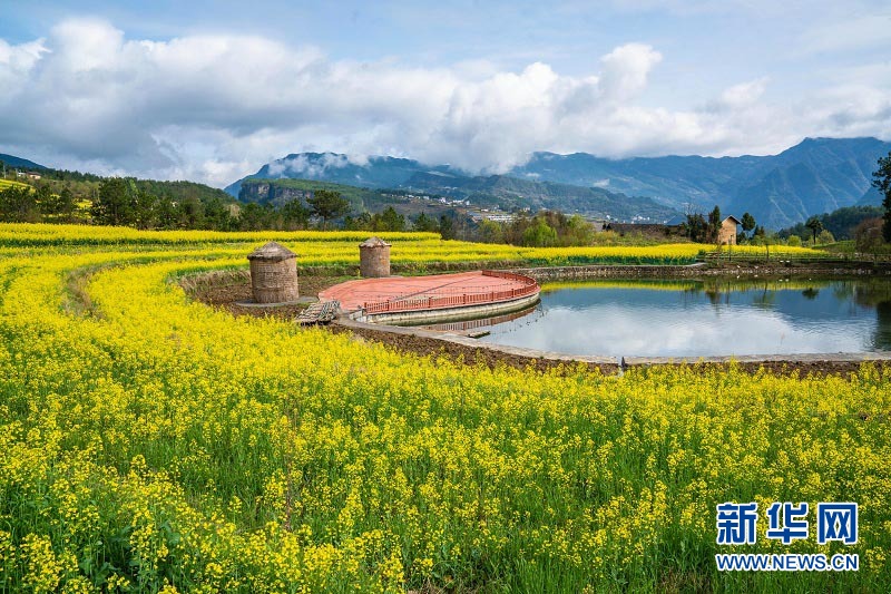 湖北巴东梯田油菜花海成乡村旅游热门地