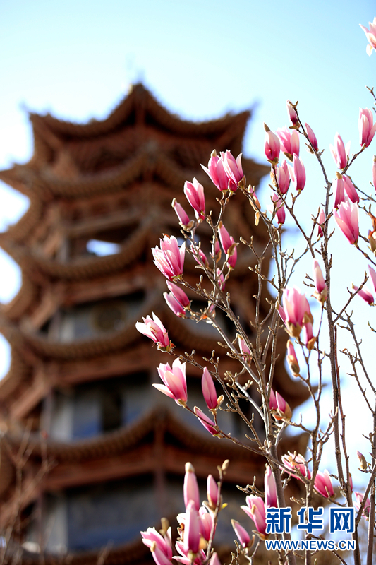 春日时节,甘肃省张掖市甘州区中心广场木塔旁的玉兰花悄然绽放,一朵朵