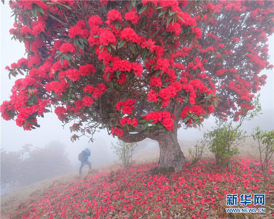 花花叶叶正含芳大理苍山杜鹃花红了