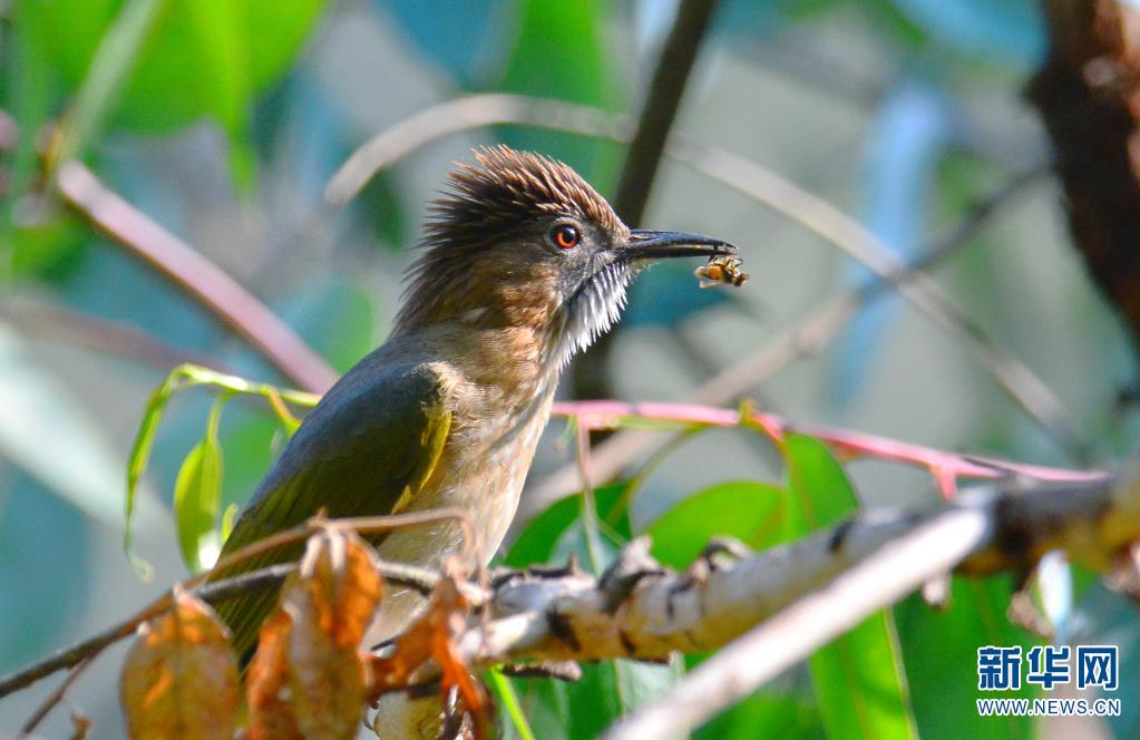 鸟儿能有多时髦一起来看这场鸟类发型秀