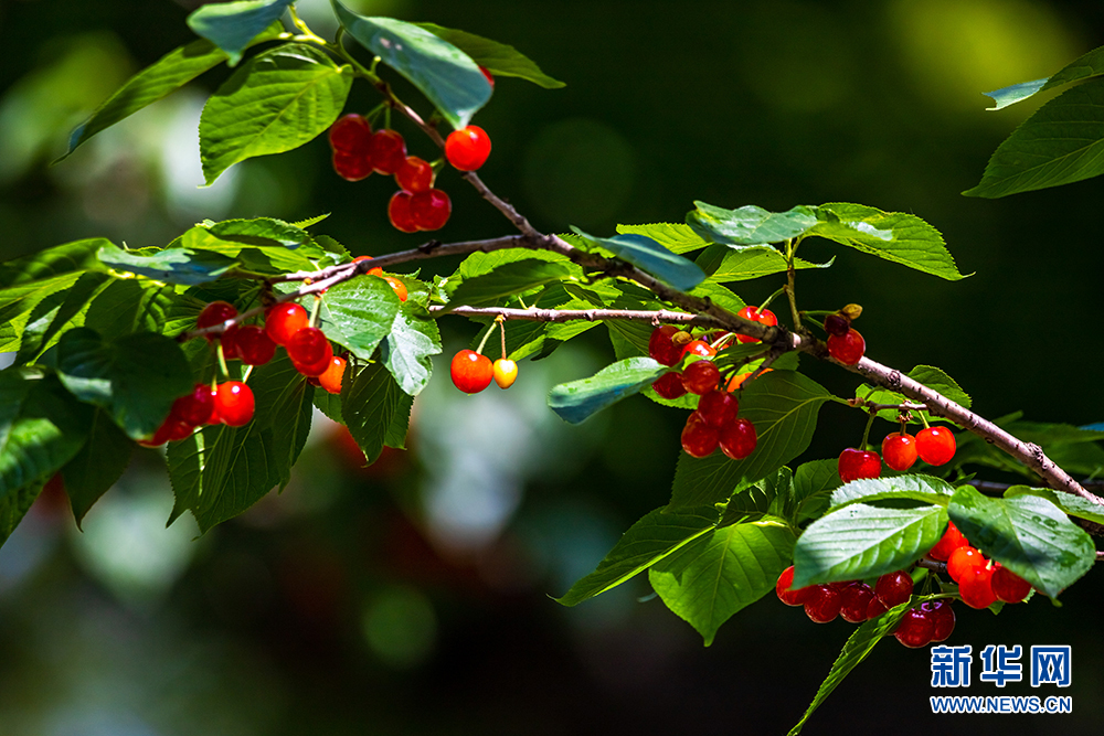 近日,在南京玄武湖樱洲的樱桃园内,一颗颗红若玛瑙,黄似凝脂的樱桃,已