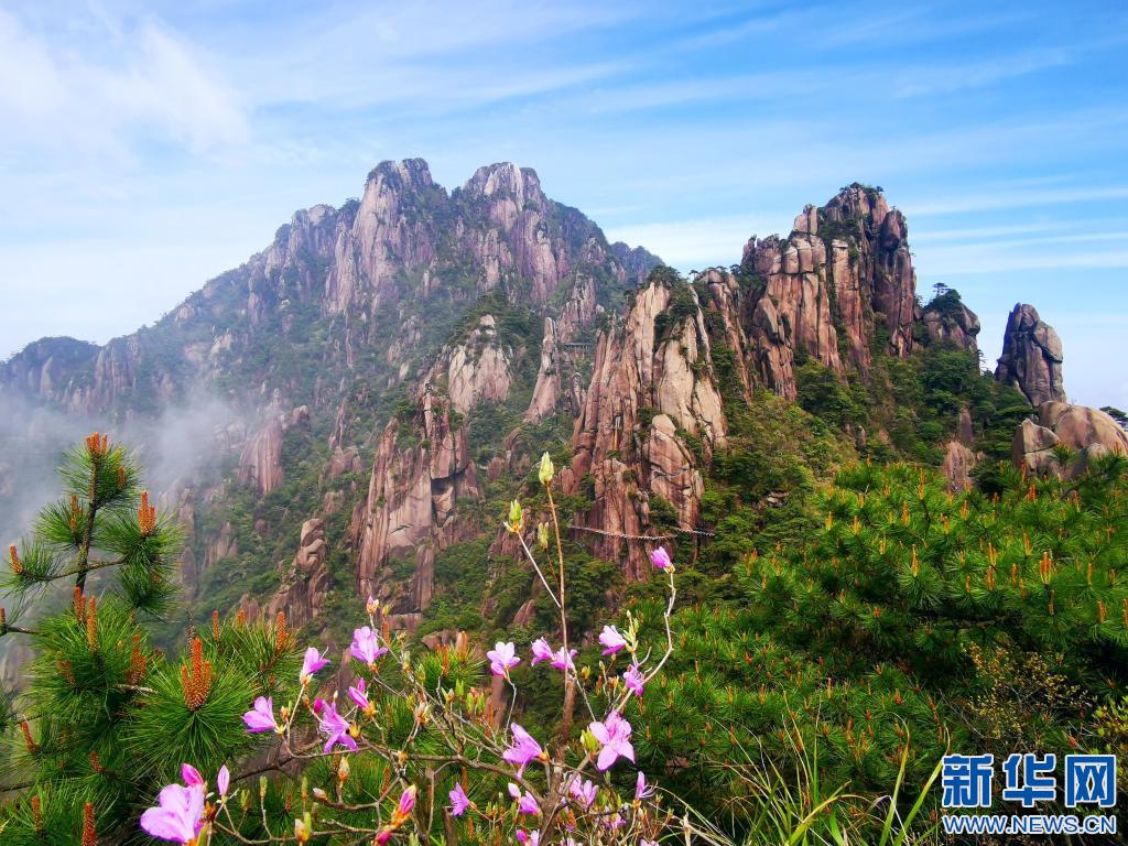近日,江西省上饶市三清山景区天气晴好,遍布景区的杜鹃花陆续绽放