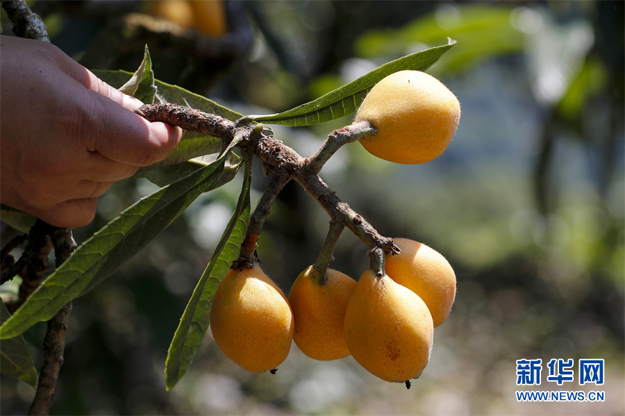 安徽黄山三潭枇杷成熟开采