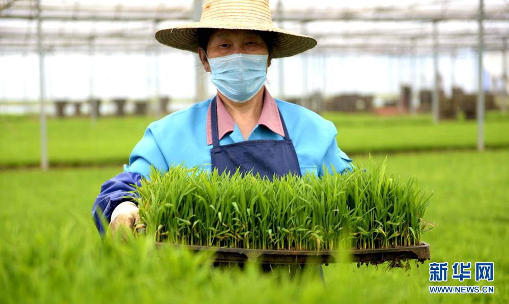 温棚,营养餐,无人机飞播 湖北农民水稻种植"花样多"