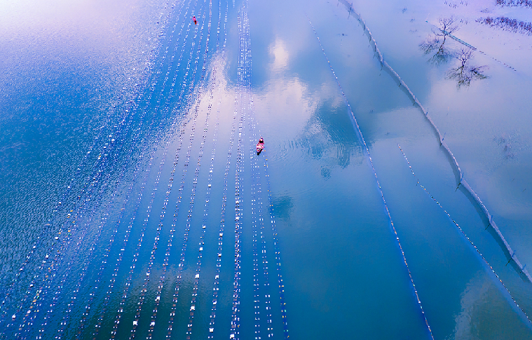 飞阅中国初夏季节采珠忙