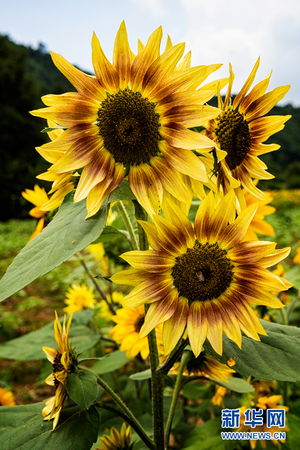 彩色向日葵铺设乡村美丽新画卷