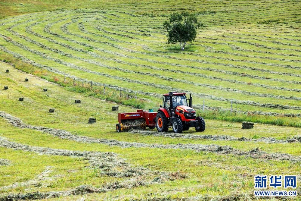 牧民们驾驶机械打草,轰鸣的收割机,打捆机,搂草机来回穿梭在草原上
