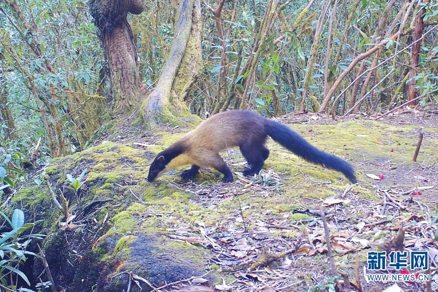 温馨可爱云南龙陵监测到三只黄喉貂同框嬉戏