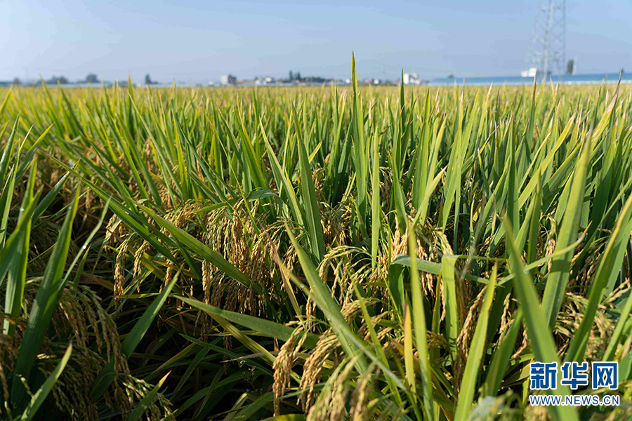 云南蒙自袁隆平超级杂交水稻"玮两优8612"首种亩产破1000公斤
