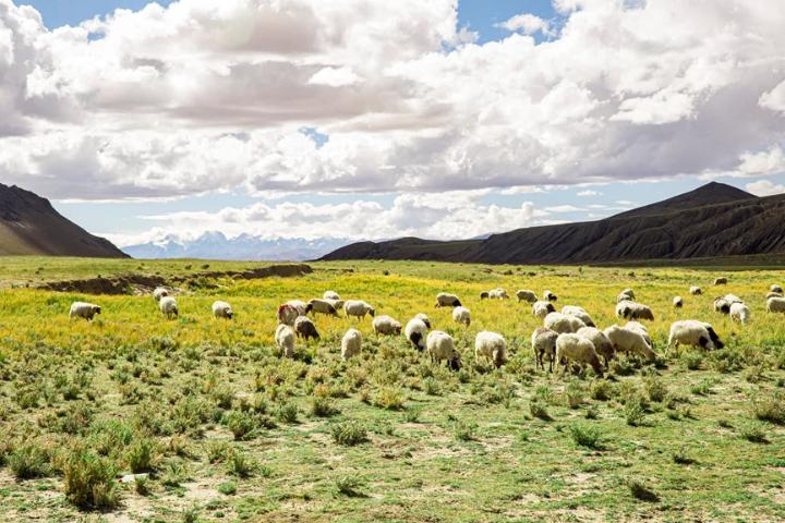 奋斗者·正青春丨格勒巴桑:投身特色产业 助力乡村振兴-新华网