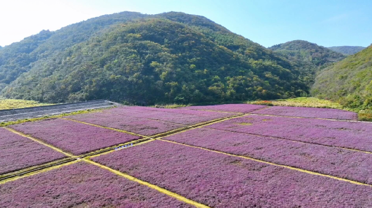 安徽铜陵:铜草花儿开 矿区变"花海"-新华网