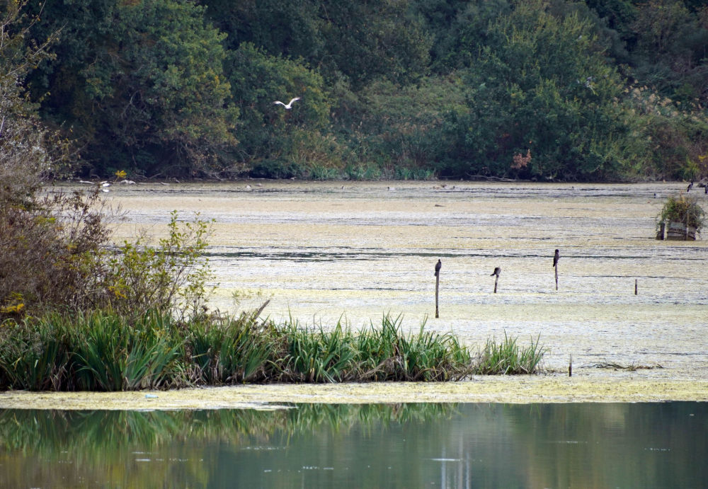 全球连线丨湿地之美·意大利纳扎诺泰韦雷-法尔法自然保护区-新华网