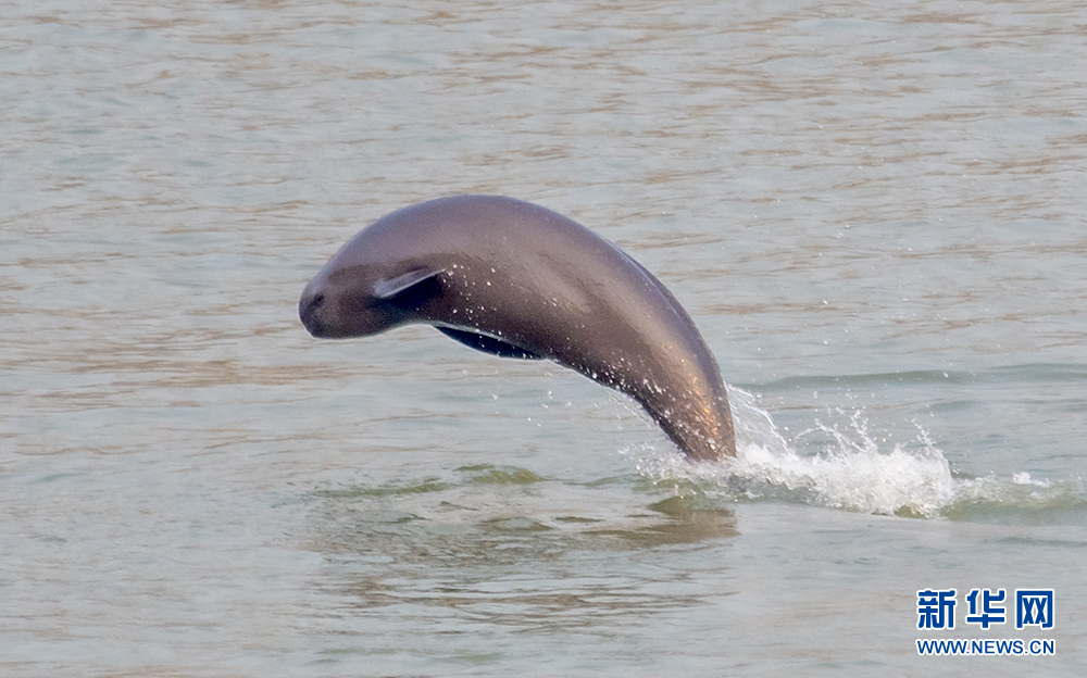 暖阳撒光辉,江豚时嬉戏-新华网