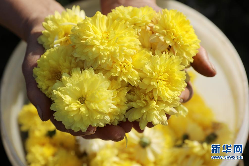 11月15日,温县祥云镇大尚村农民在展示刚采收的怀菊花.