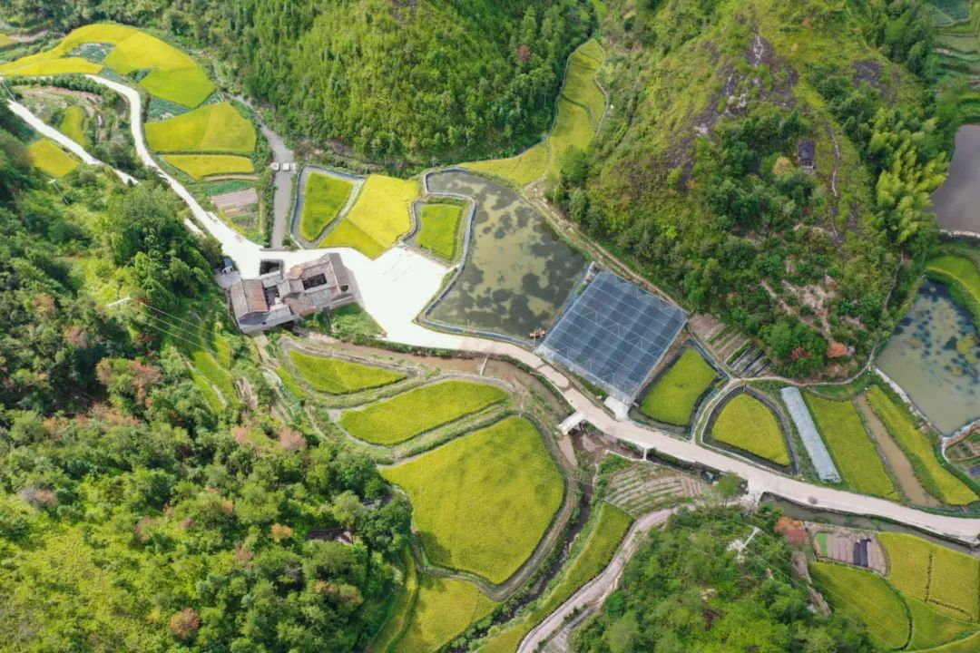 组图丨一地两用,粮虾双收!浙江文成探索稻虾田里共富“新天地”-新华网