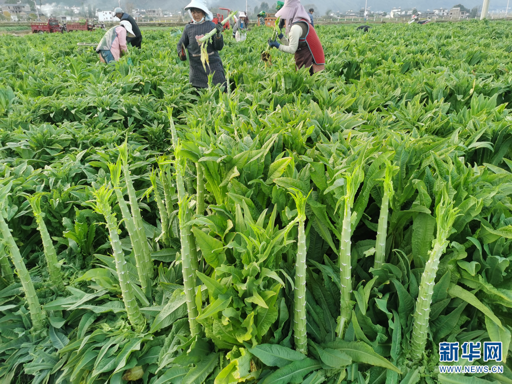 云南洱源贡菜春收喜人