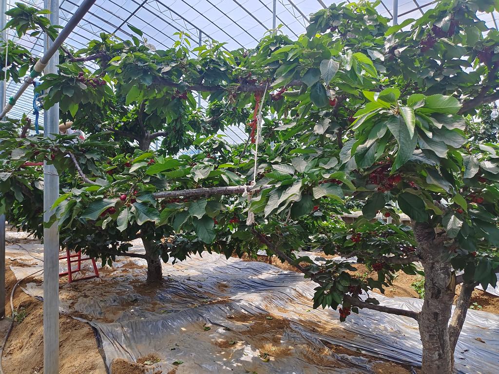 乡村振兴丨山东山亭小樱桃撬动大产业