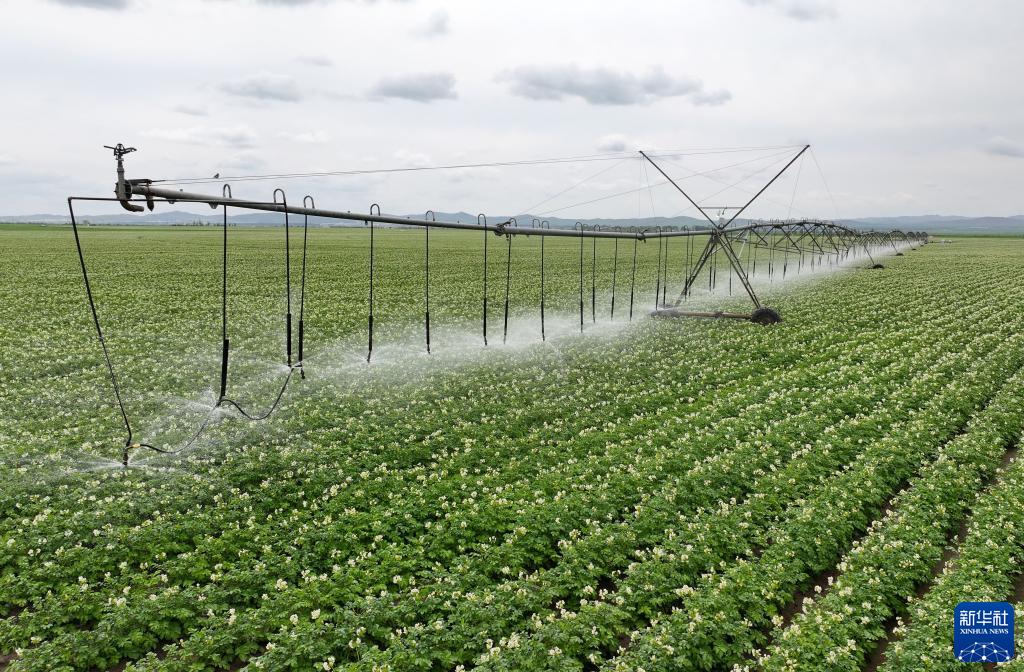 河北省张家口市塞北管理区持续推动高标准农田建设,通过完善节水灌溉