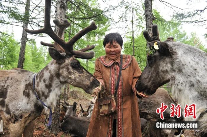 300多年前,使鹿鄂温克人带着驯鹿从贝加尔湖迁徙到了大兴安岭北麓,是