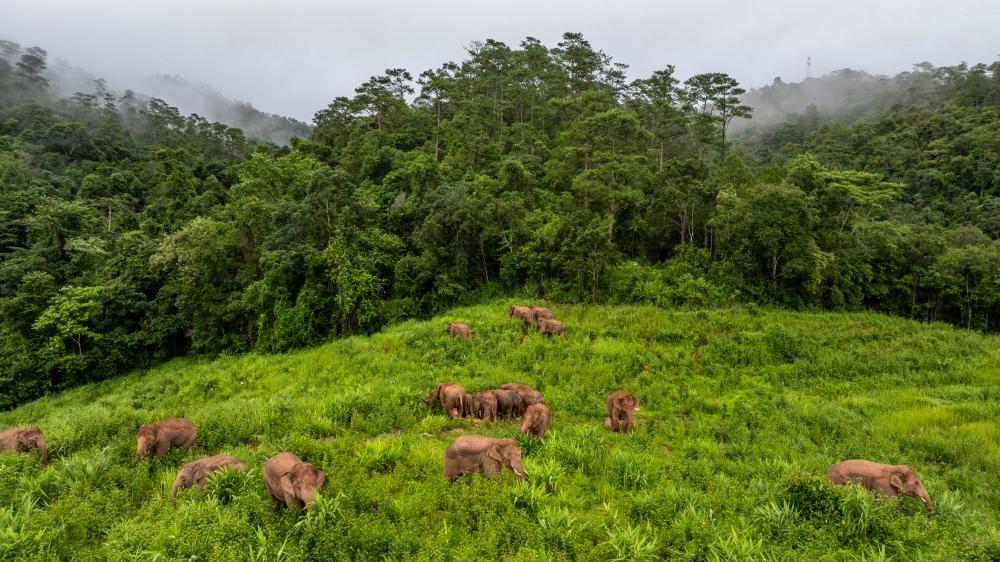 中国野象传奇丨"短鼻家族":野象界最靓的仔