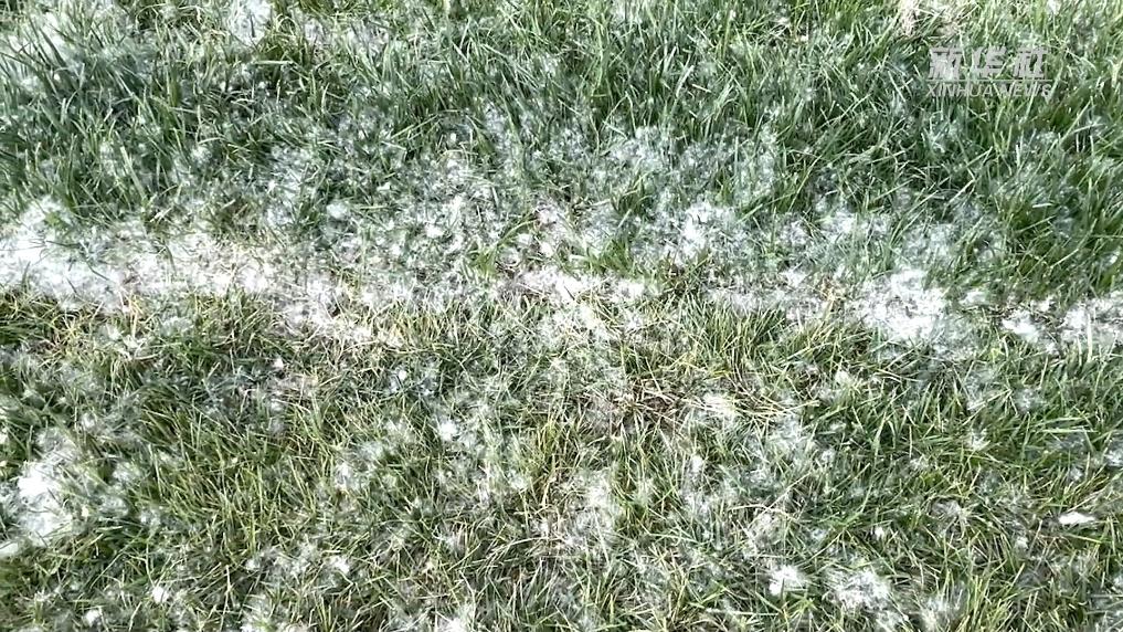 新华视点|面对“絮”多困扰,大城市治理飞絮有哪些新举措?-新华网