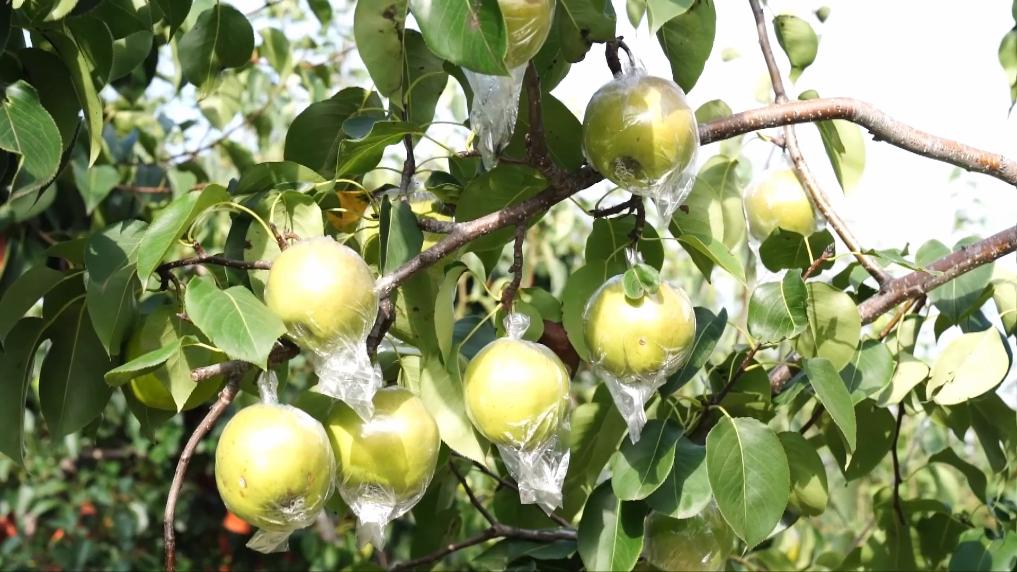 新华视点|金秋丰收绘新景乡村振兴谱华章