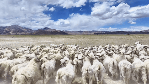 “高冷”经济看发展|海拔4500米,白绒山羊“热”了