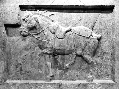 昭陵六骏的千年回眸 昭陵六骏的千年回眸