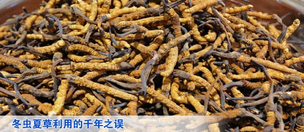 冬虫夏草利用的千年之误
